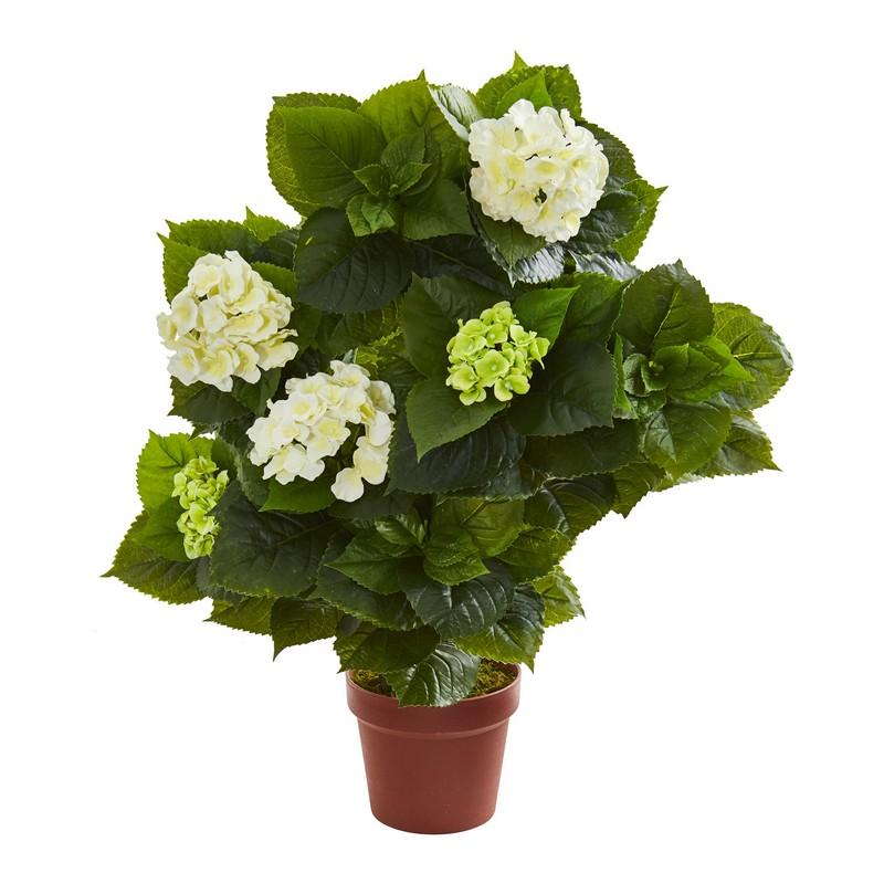 The Summer House Hydrangea