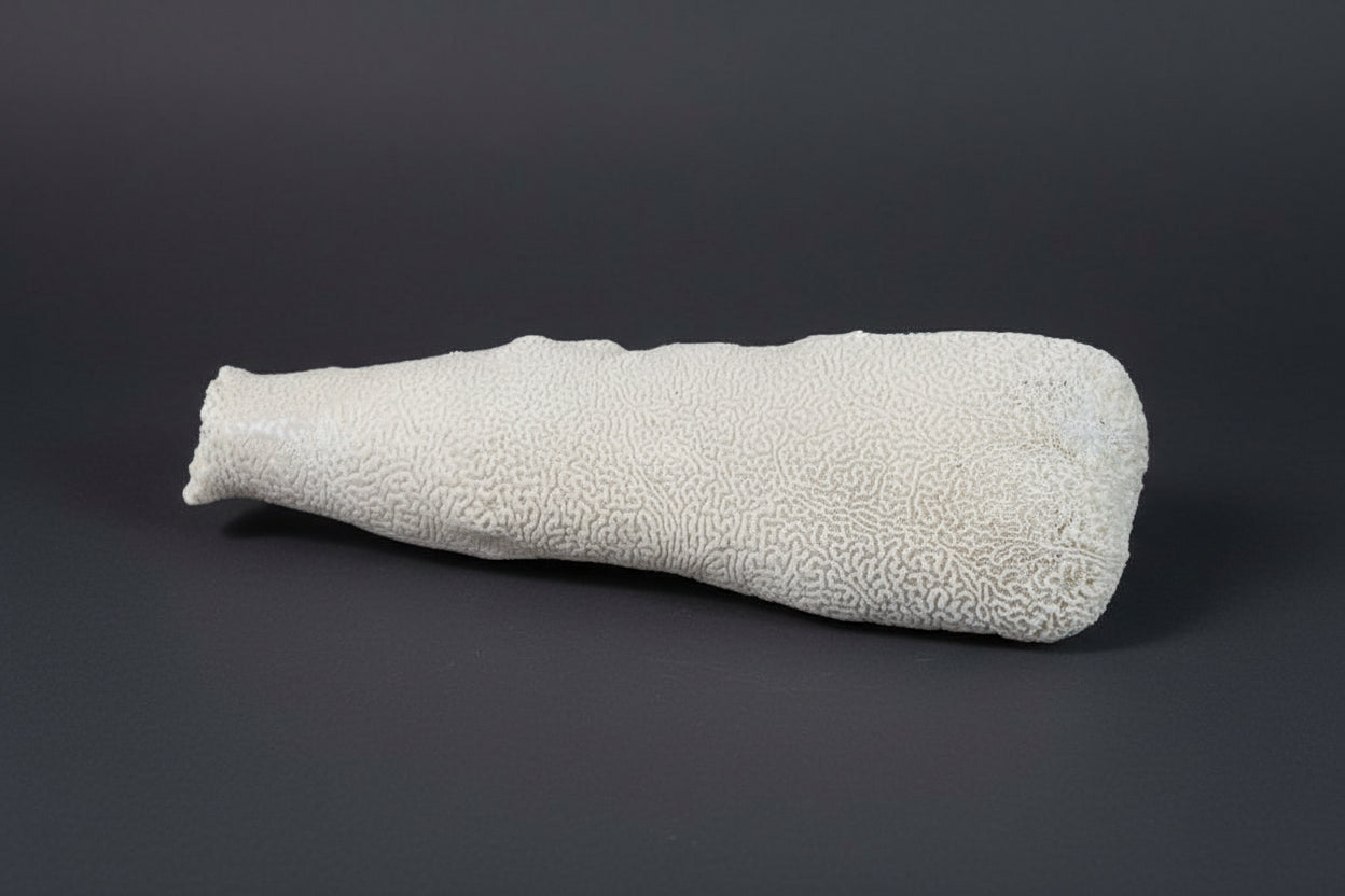 Extra Large Brain Coral Obelisk "The Whale"--23"x7"x6" Pillar Coral
(Dendrogyra cylindrus)