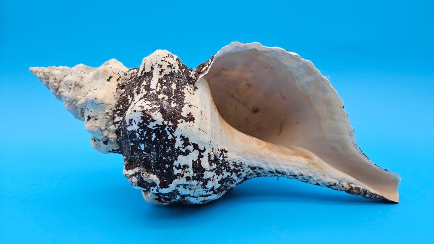 Horse Conch Shell 11.75" Triplofusus giganteus Dark Textured Coastal Display