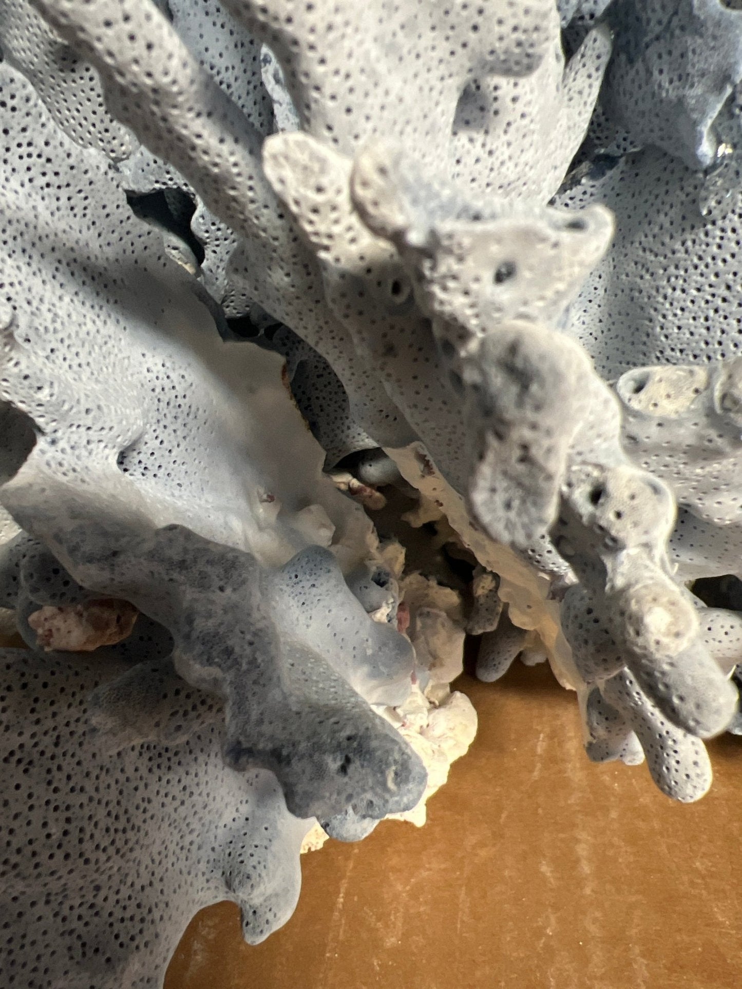 Light Blue Ridge Coral Sculpture- 20"