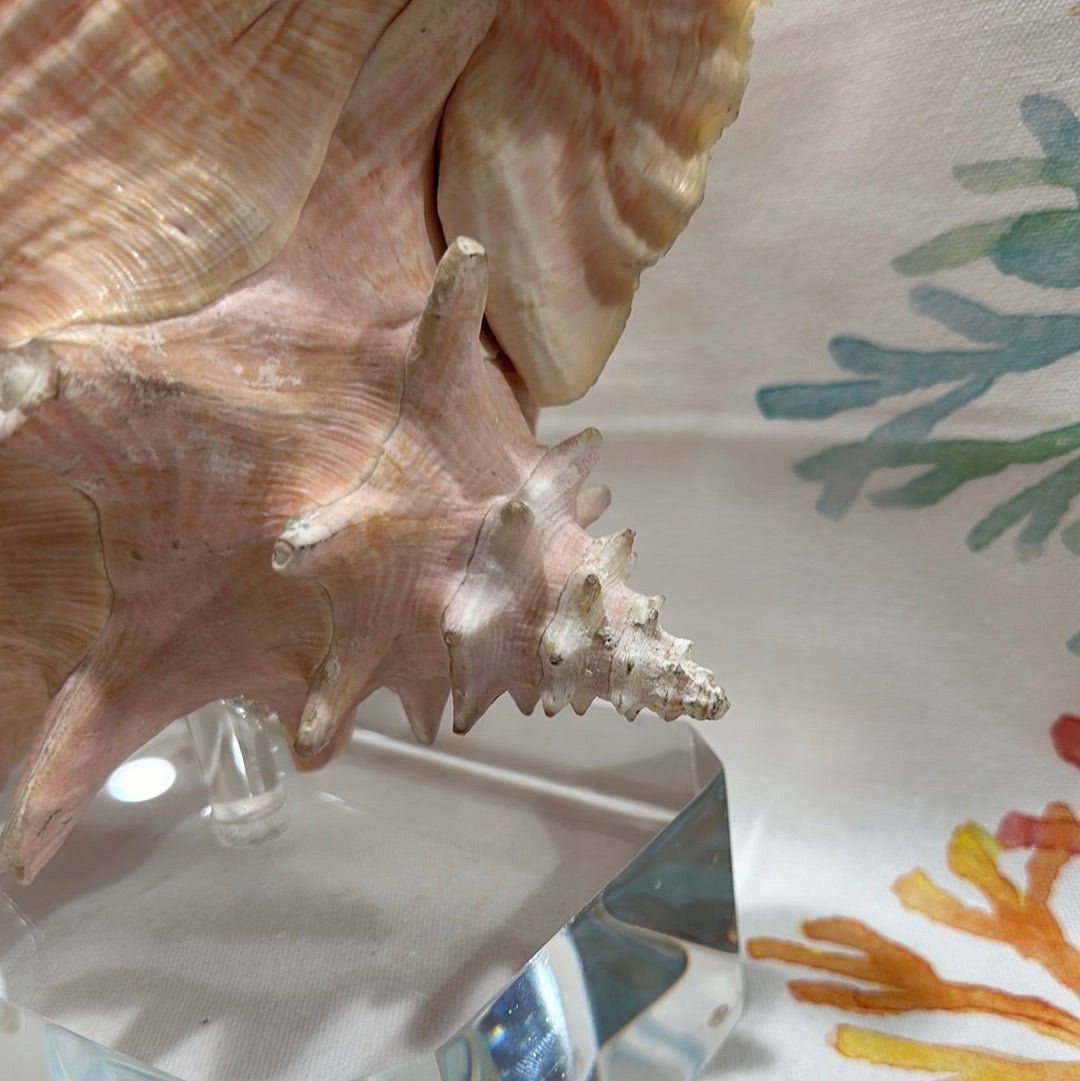 Pink Conch on Acrylic Base