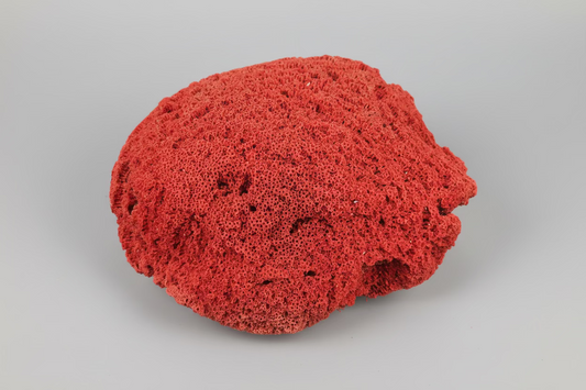 Vintage Red Pipe Coral Specimen 13x11.5x8 (Tubipora musica) Ocean Collectible
