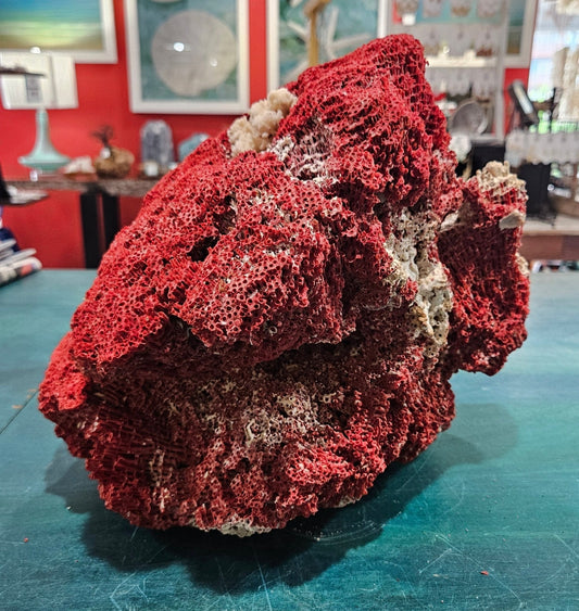 Vintage Red Pipe Coral Cluster with White Branch Coral – 13x11.5x10 - Coastal Home Decor