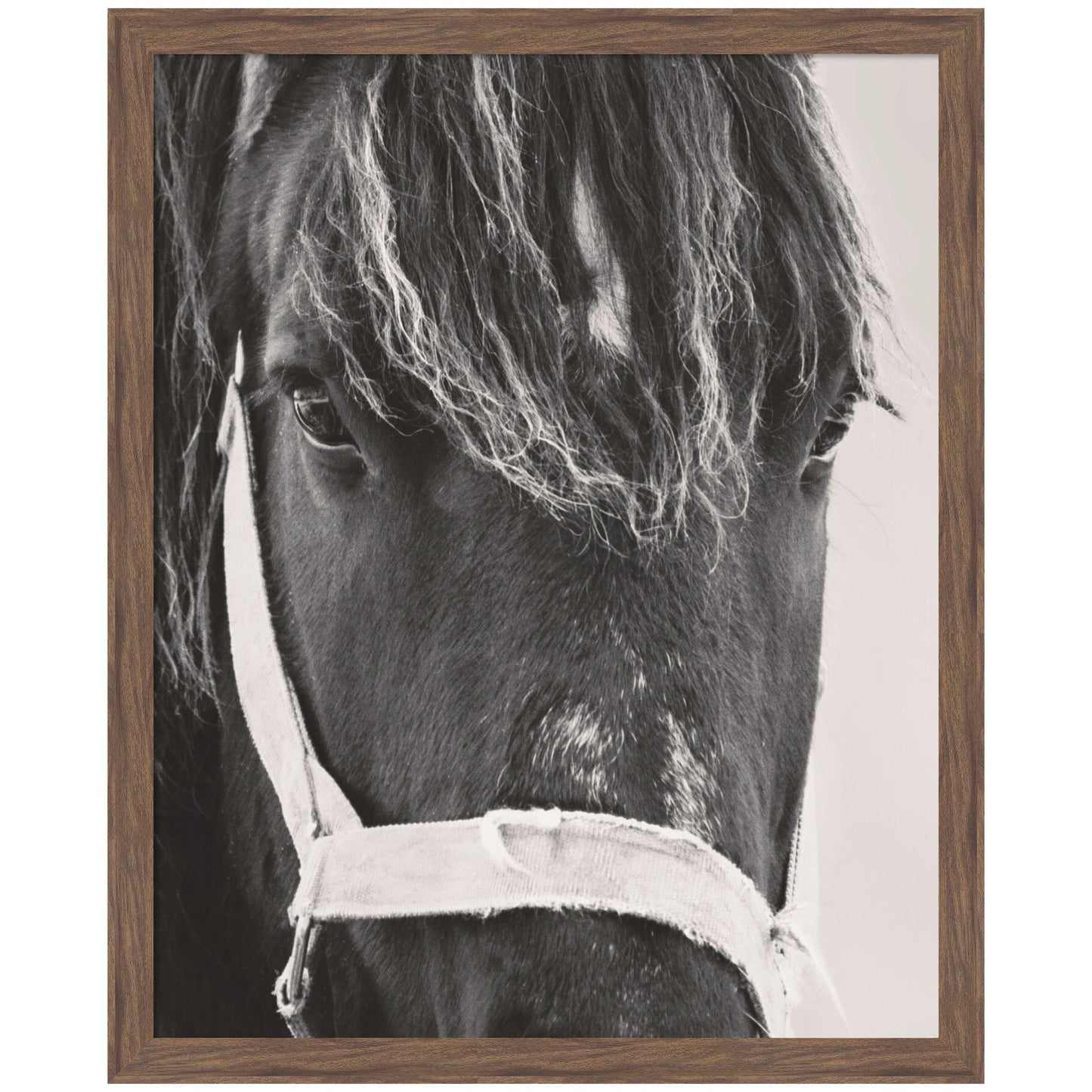 Black Horse by Emiko and Mark Franzen F2 Images Framed Wall Art Print