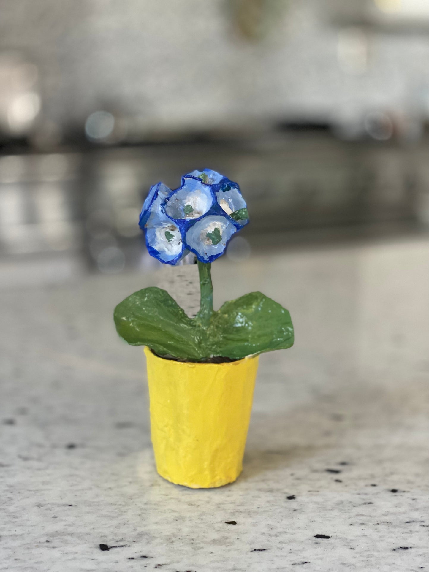 Dana Gibson Blue Primula  Pot