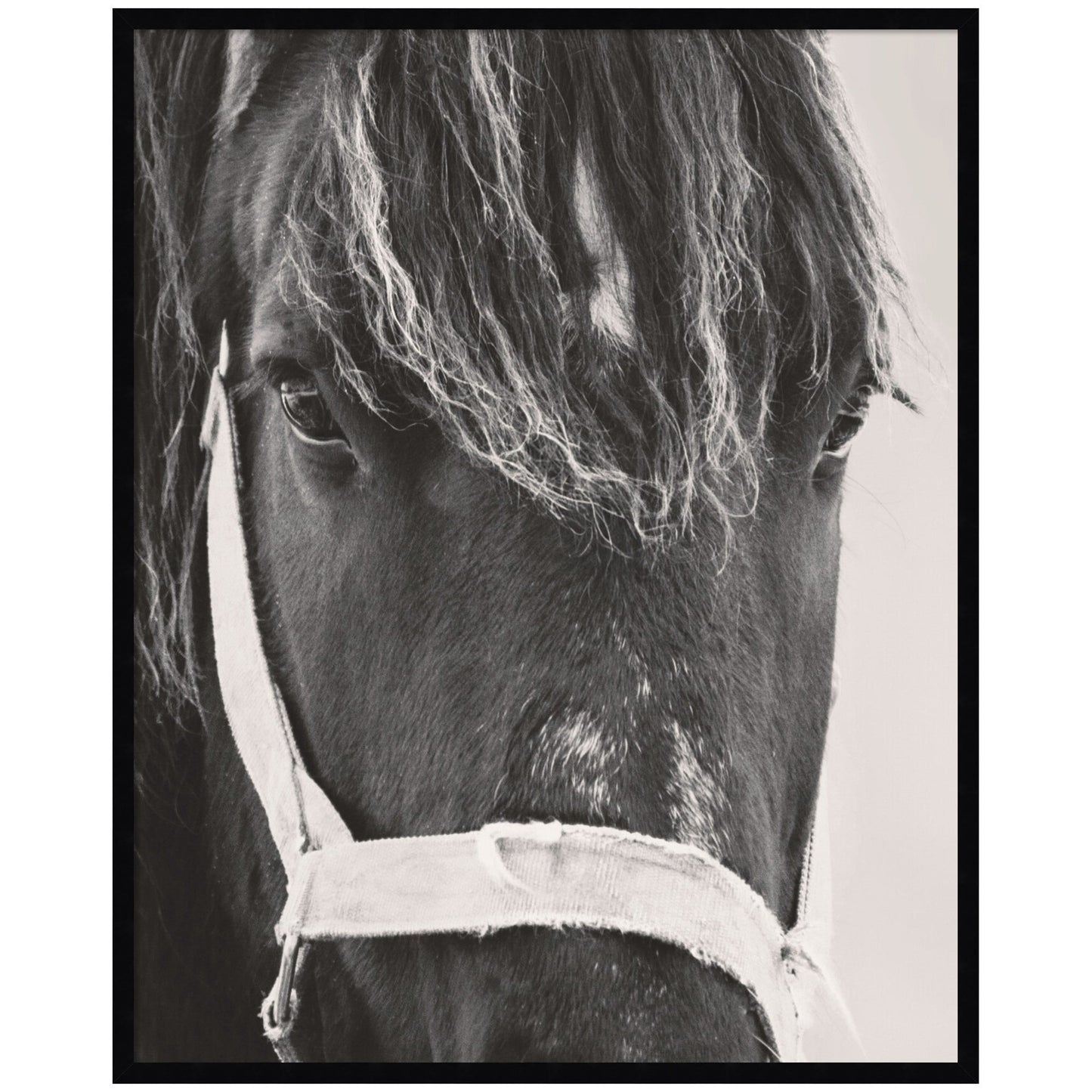 Black Horse by Emiko and Mark Franzen F2 Images Framed Wall Art Print