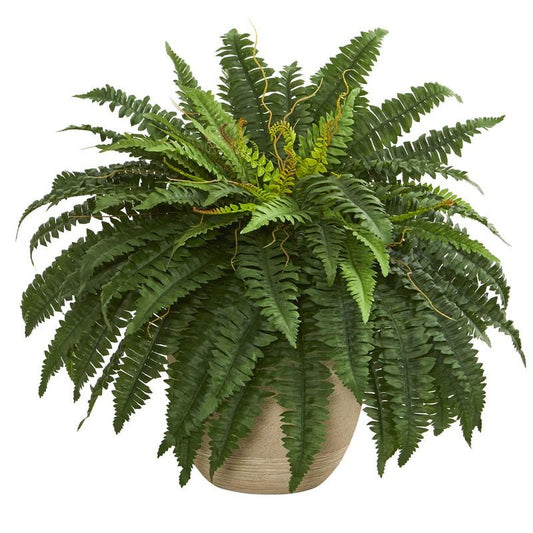 The Ashcombe Boston Fern in Sandstone Planter