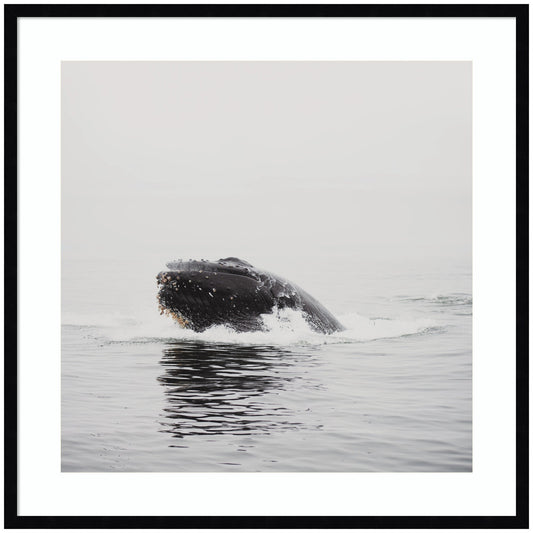 Humpback Whale No. 4 by Laura Evans Framed Wall Art Print