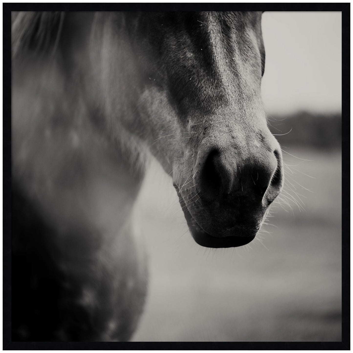 Horse Like Velvet by Laura Evans Framed Wall Art Print