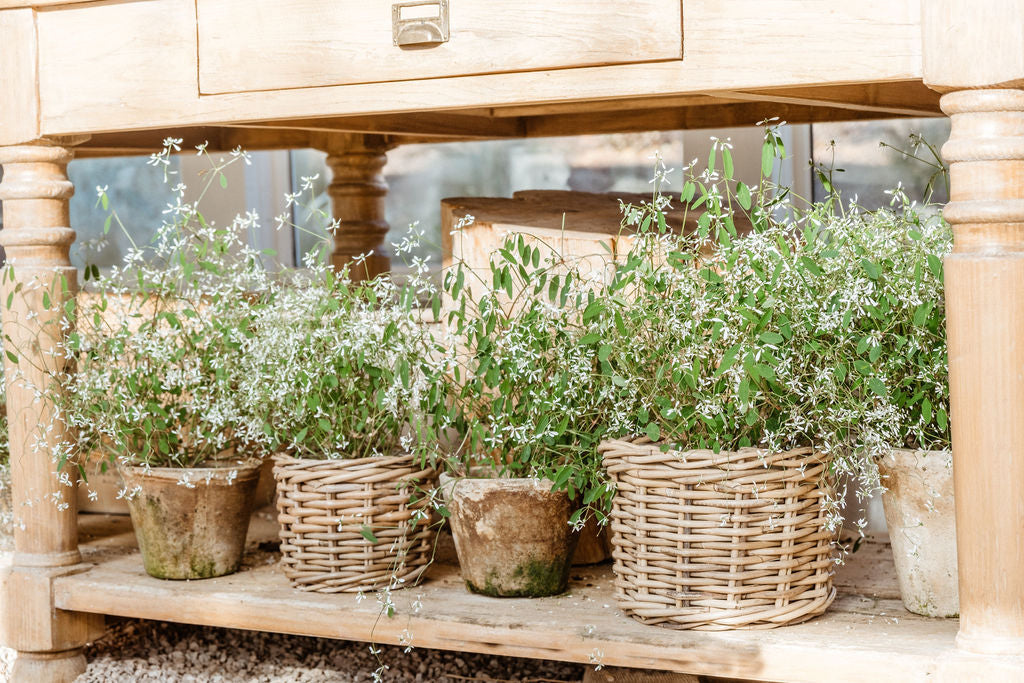 Handwoven Rattan Garden Cachepots