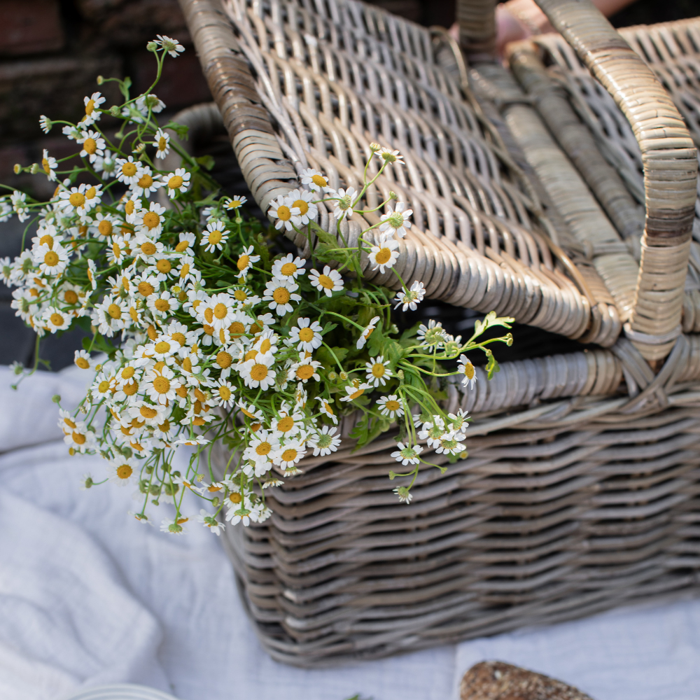 A woven wicker picnic basket with a lid, filled with white daisy flowers that spill out onto a white cloth surface.