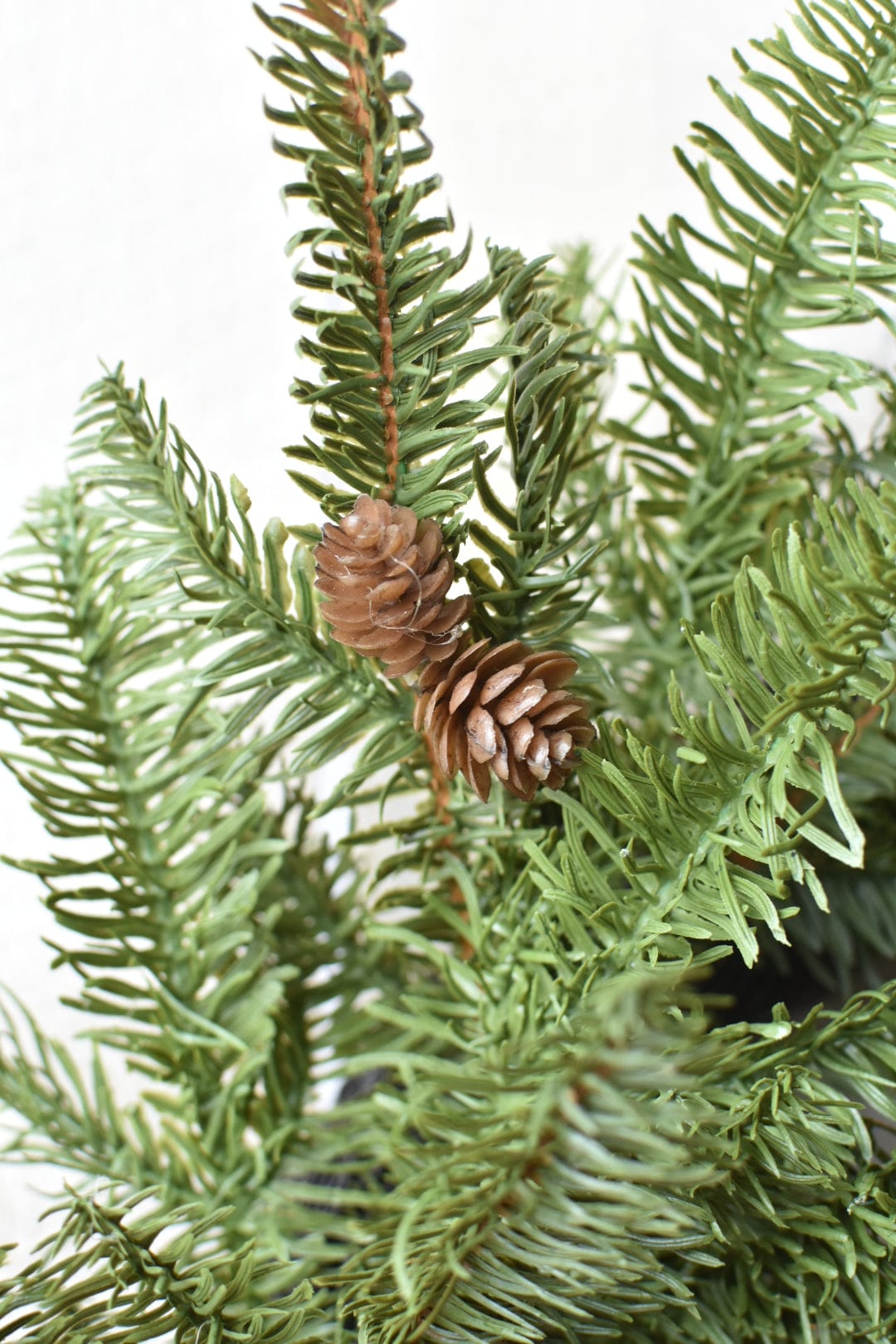 Close-up of green pine branches with pinecones on a white background