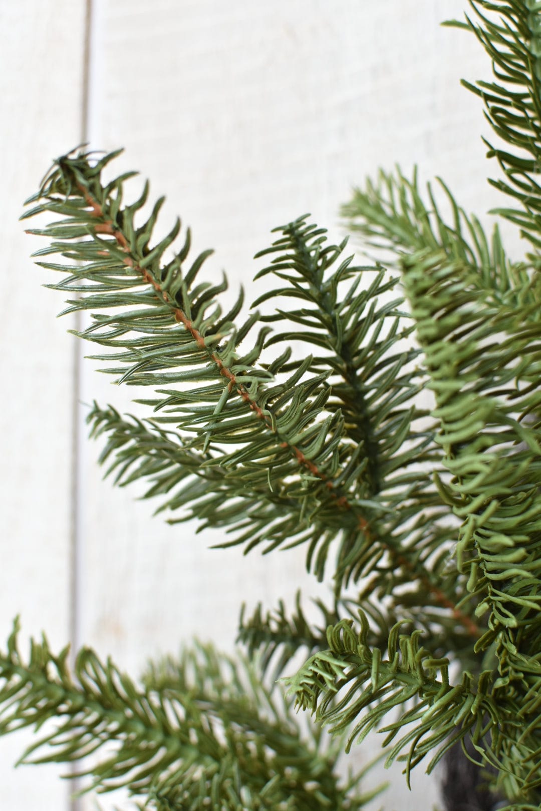 Close-up of green pine branches against a light background