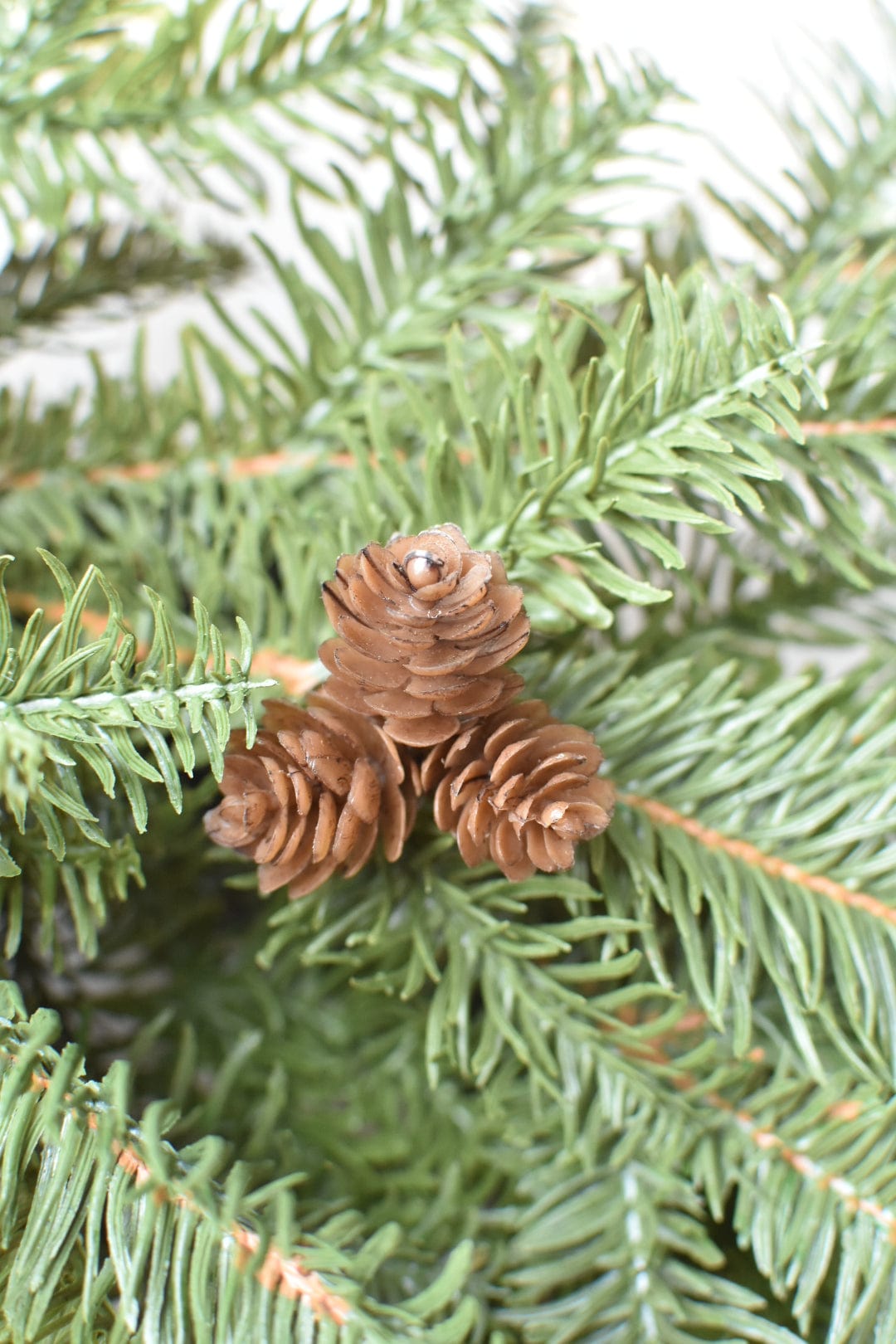 Close-up of pine branches with pinecones on a blurred green background