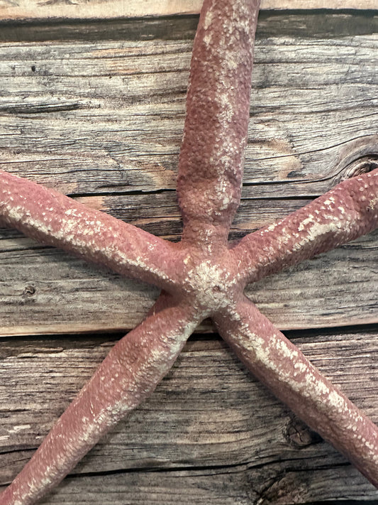Giant Red Linkia Starfish 16"