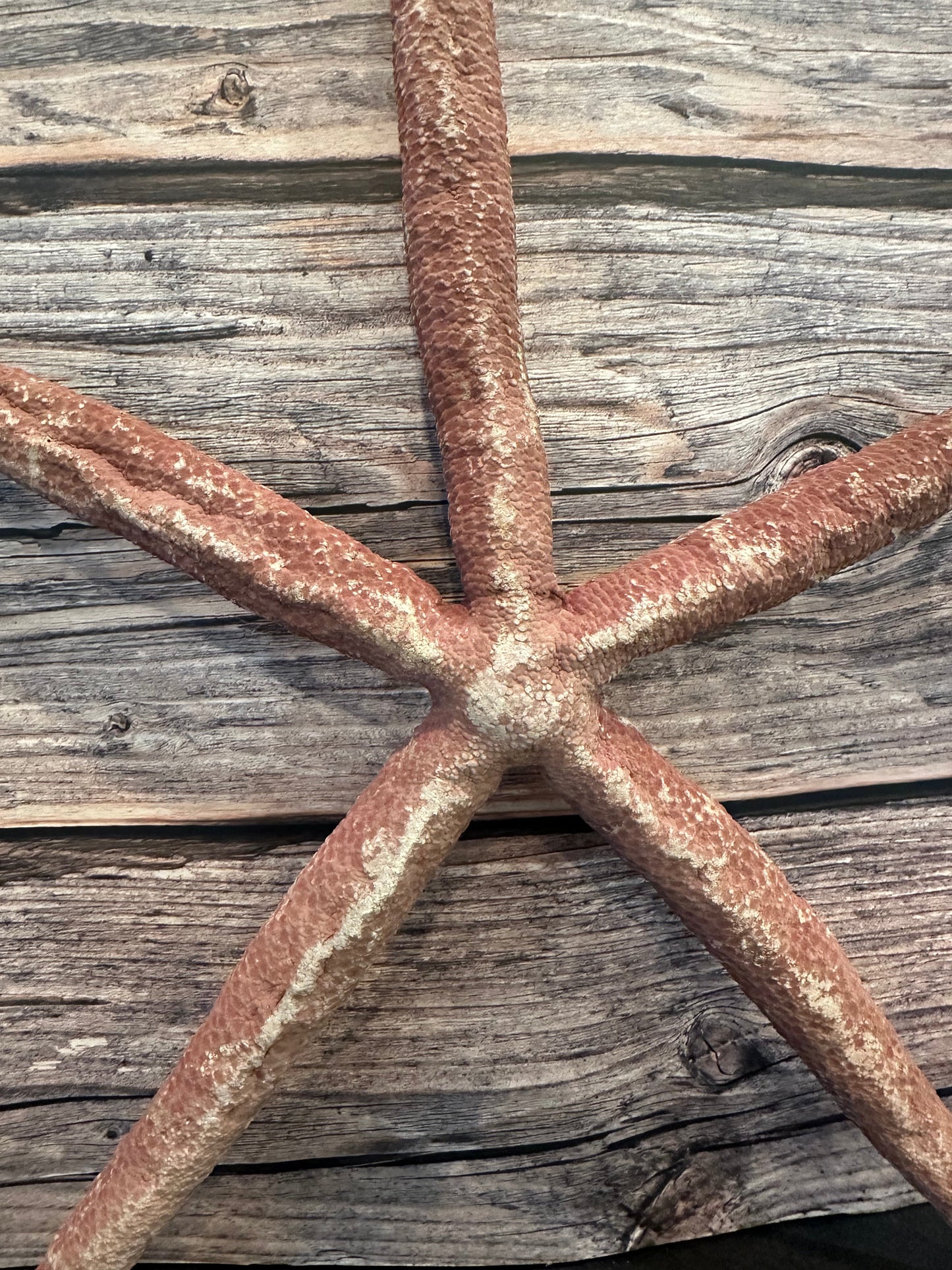 Giant Red Linkia Starfish 17"