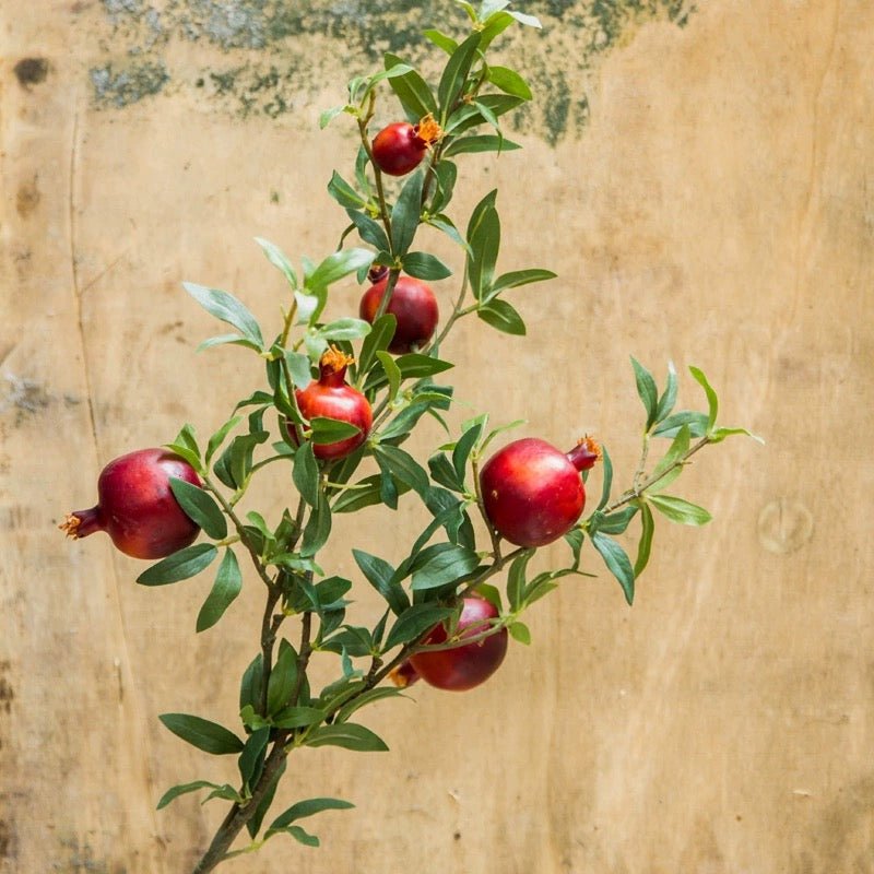 Estate Pomegranate Branch