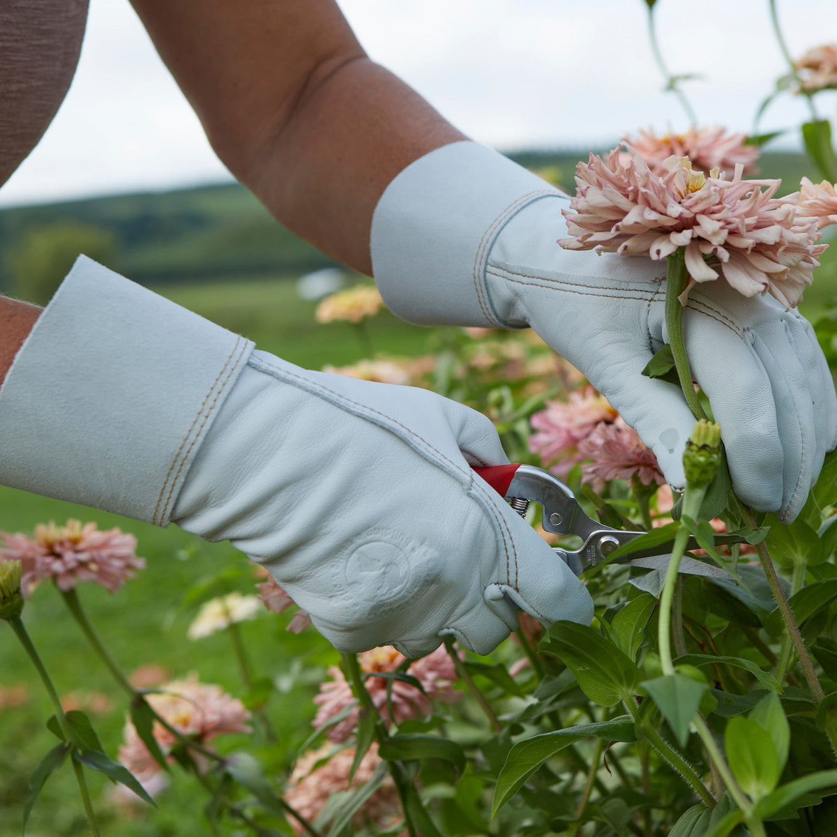 A close-up of a person wearing light blue gardening gloves while using red-handled shears to harvest pale pink flowers in a green field.