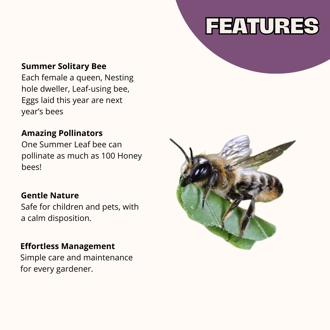 Chalet Bee House & Complete Kit including Bee Certificate