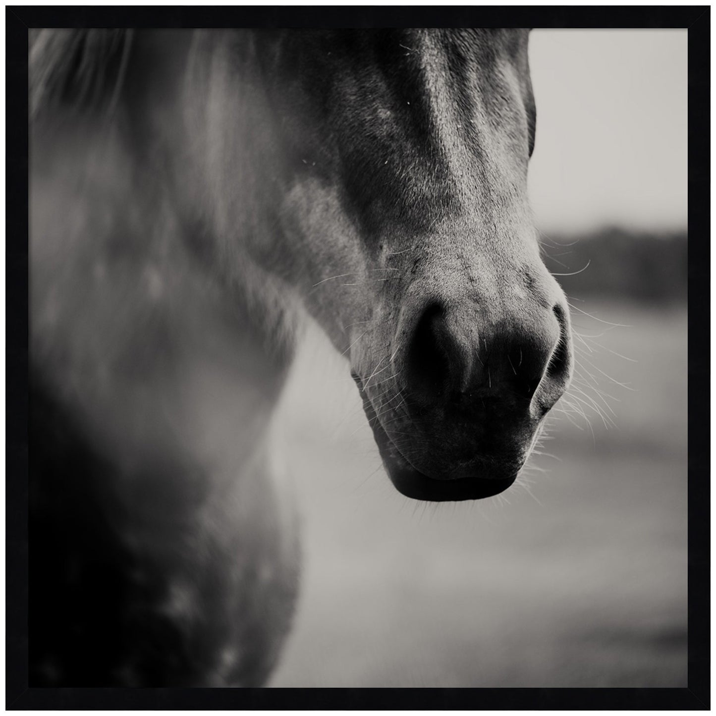 Horse Like Velvet by Laura Evans Framed Wall Art Print