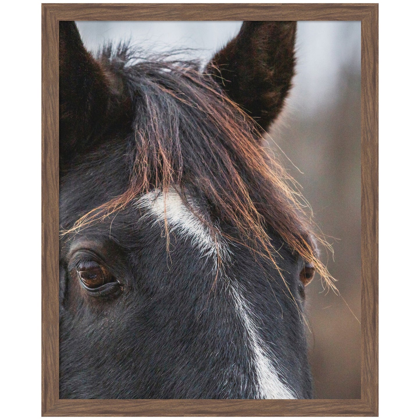 Black and White Horse by Emiko and Mark Franzen F2 Images Framed Wall Art Print