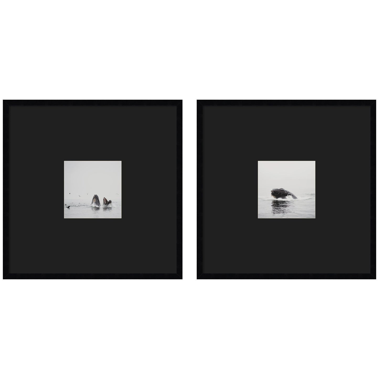 Humpback Whale 2 Piece Framed Wall Art Print Set by Laura Evans Black Mat