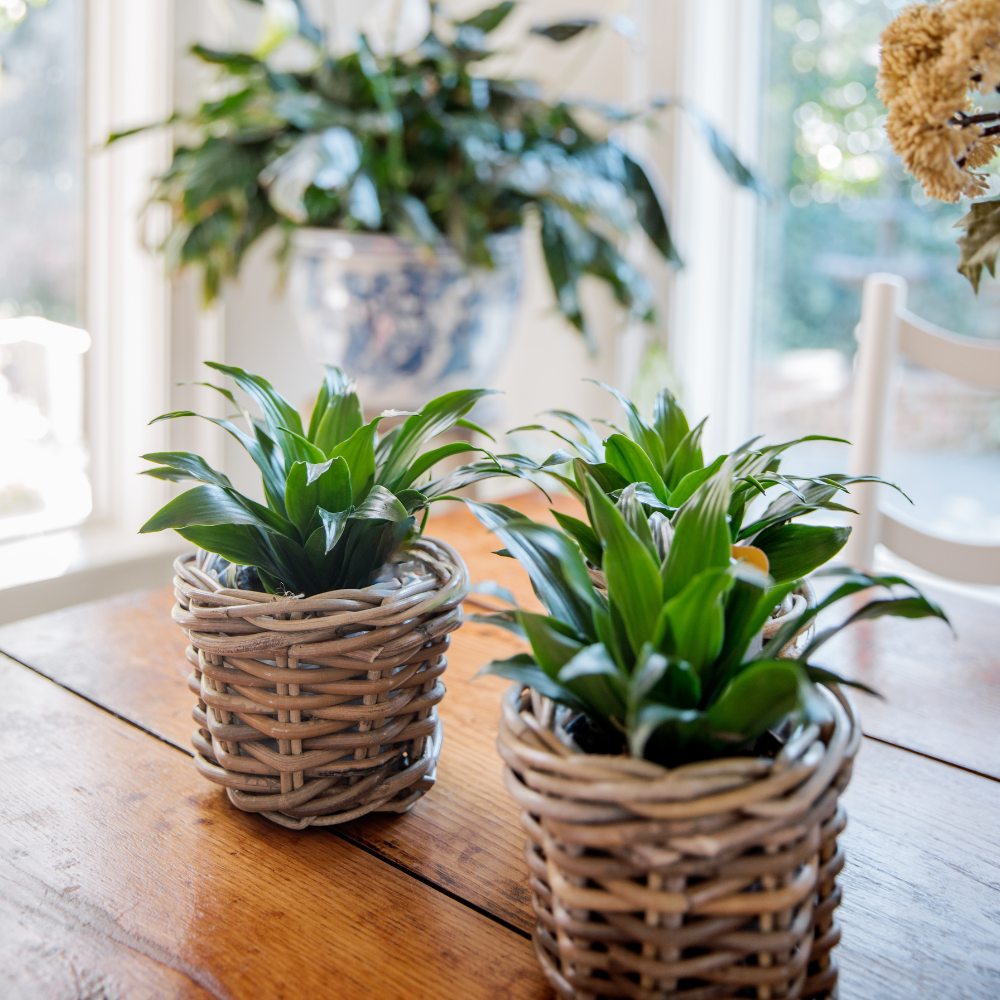 Handwoven Rattan Garden Cachepots
