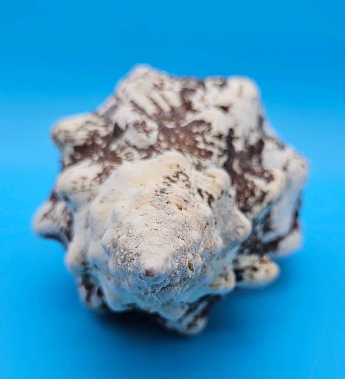 Horse Conch Shell 11.75" Triplofusus giganteus Dark Textured Coastal Display