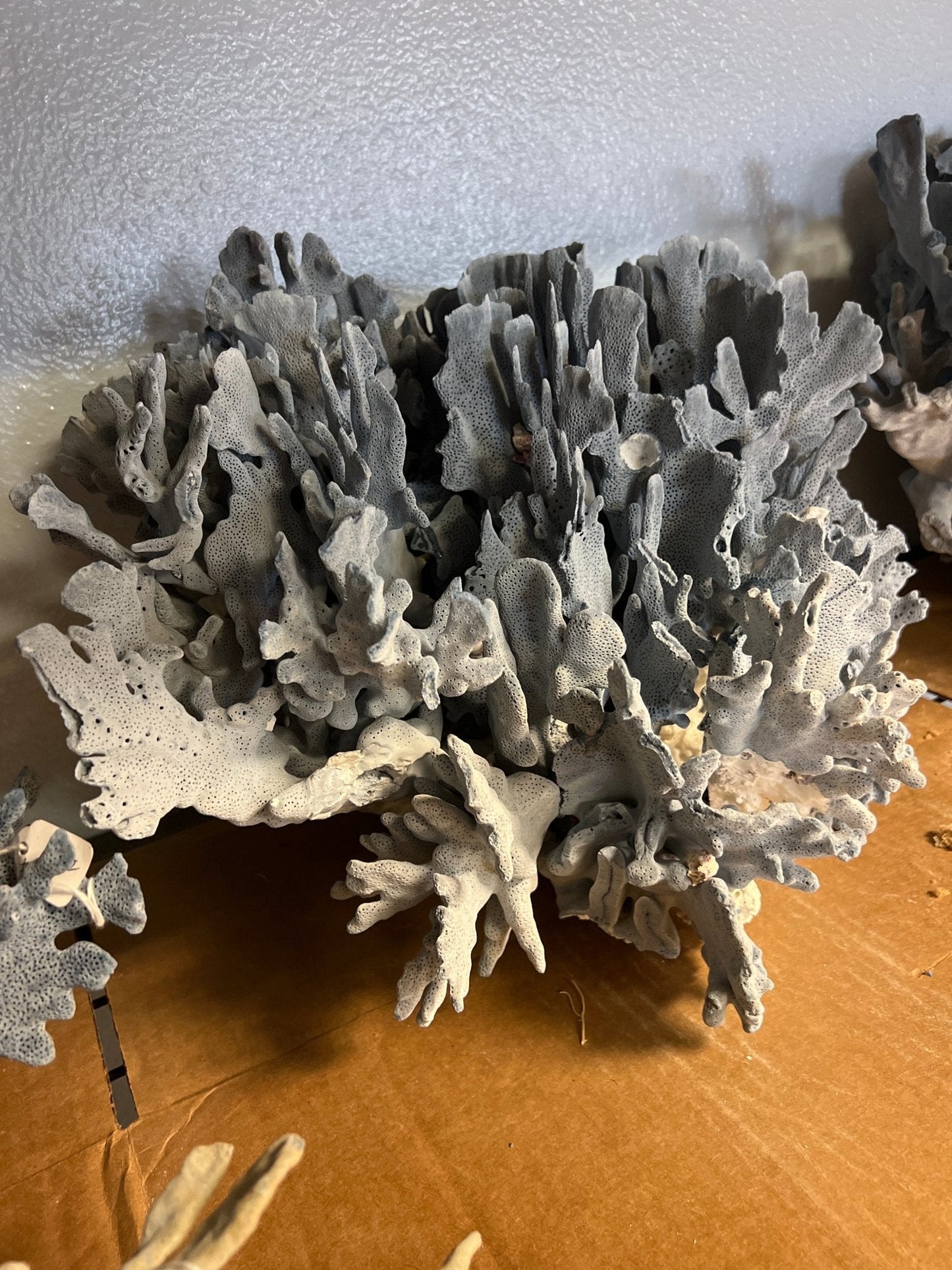 Light Blue Ridge Coral Sculpture- 20"