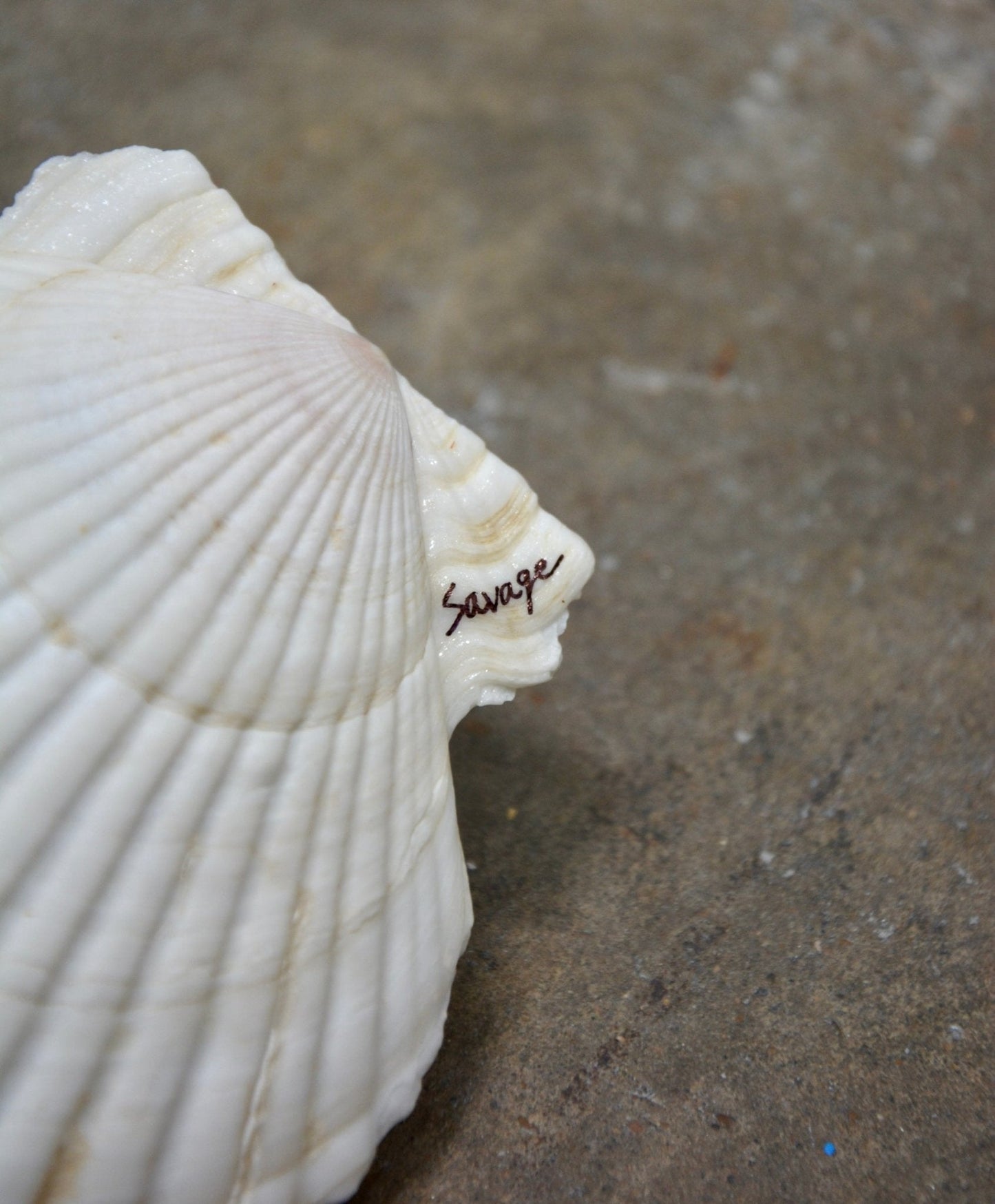 MATCH MADE IN SHELL ASHTRAY