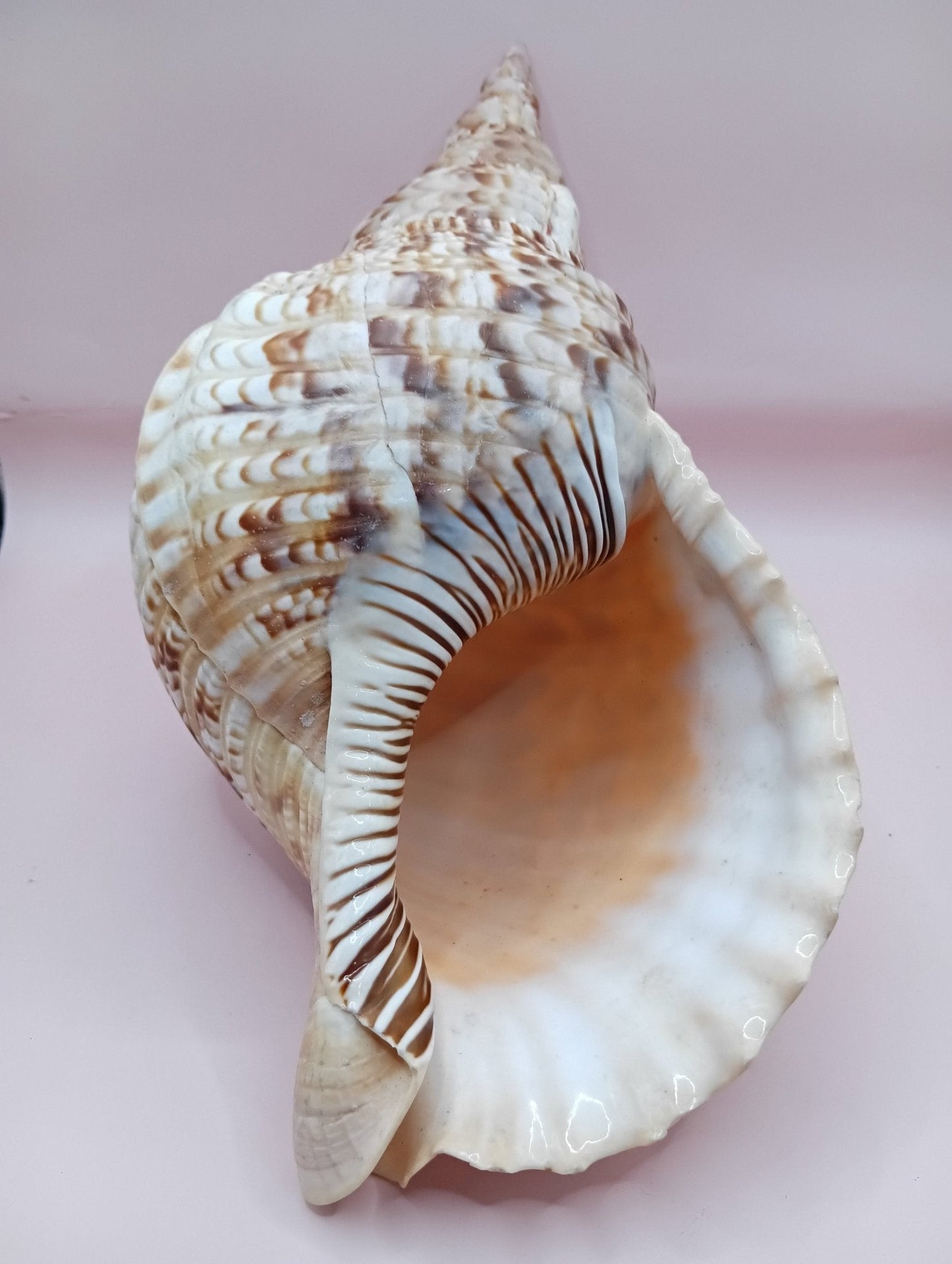 Pacific Triton Shell – 11" x 4.5" x 6.5" – Coastal Nautical Accent