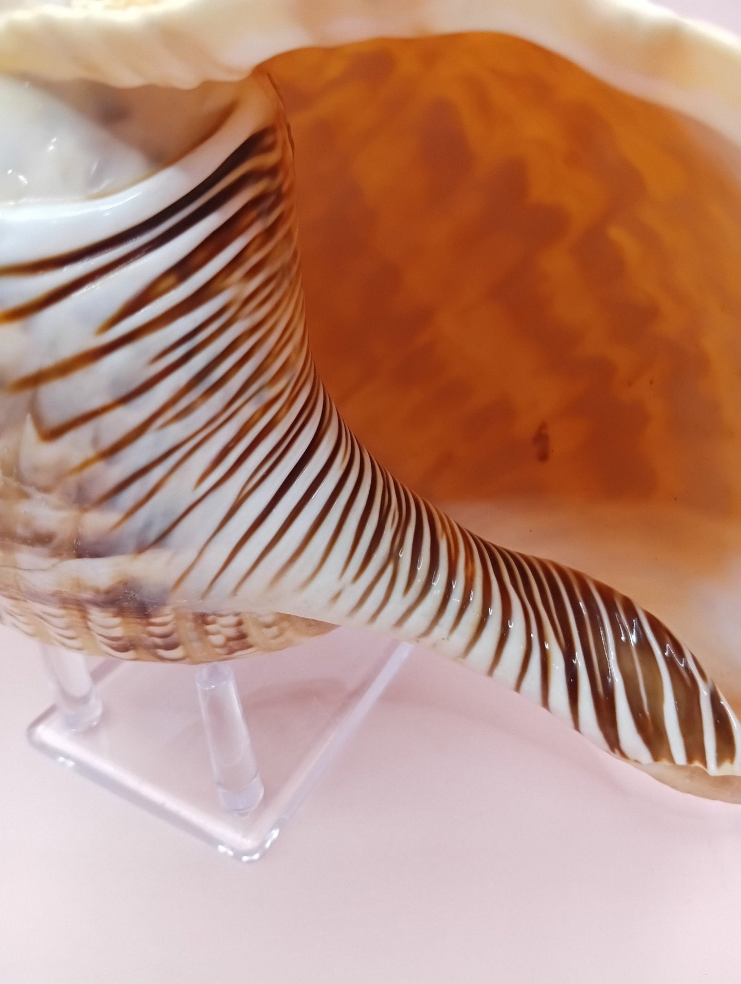 Pacific Triton Shell – 11" x 4.5" x 6.5" – Coastal Nautical Accent