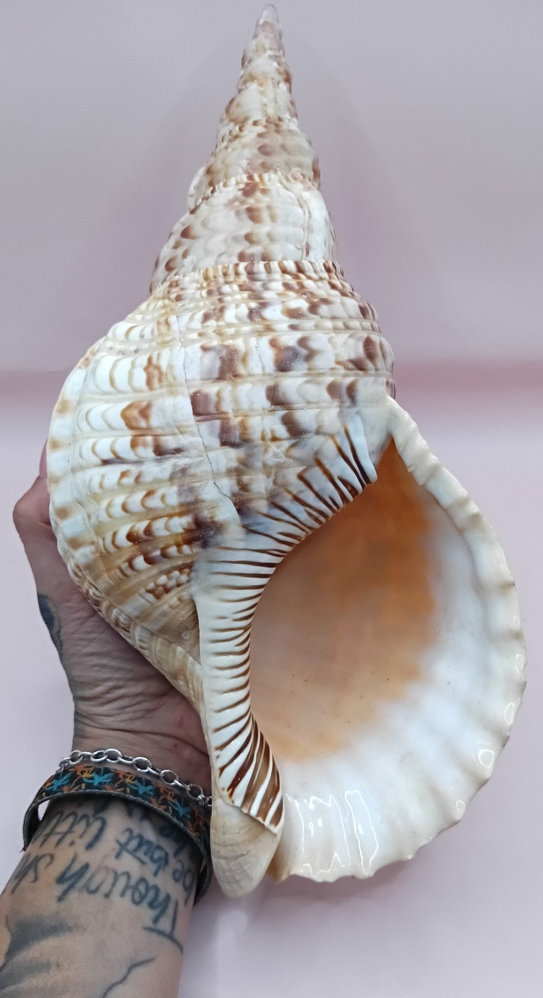 Pacific Triton Shell – 11" x 4.5" x 6.5" – Coastal Nautical Accent