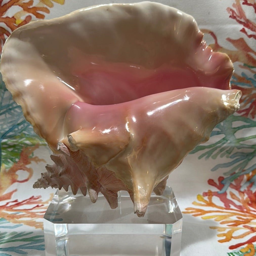 Pink Conch on Acrylic Base