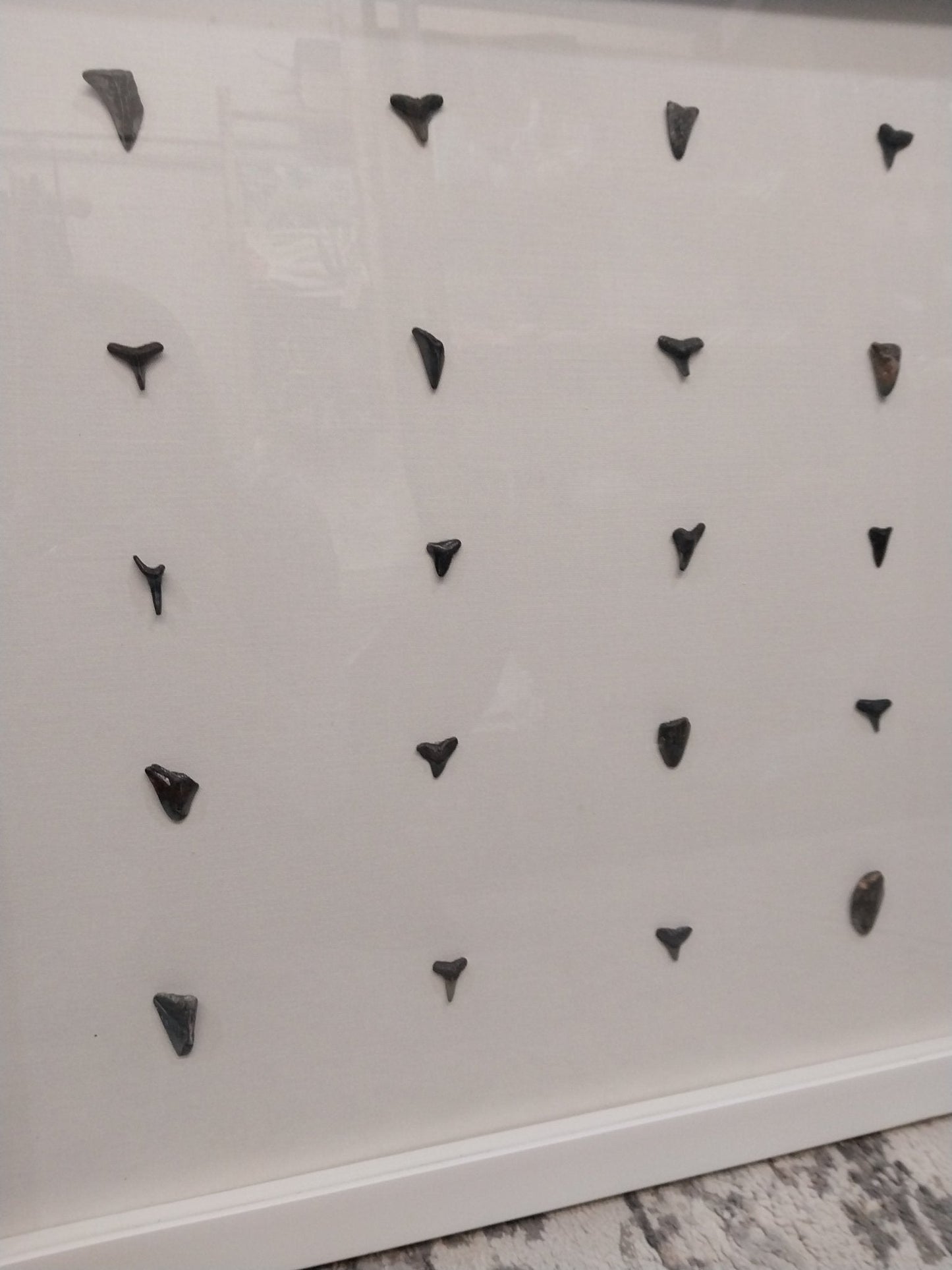 Shark teeth shadow box- Made to order