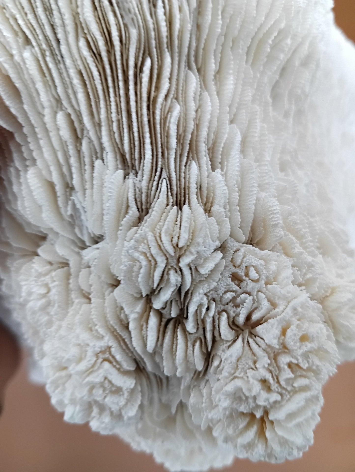 Tongue Mushroom Coral 14" Oblong Bowl Shape, Coral Skeleton
