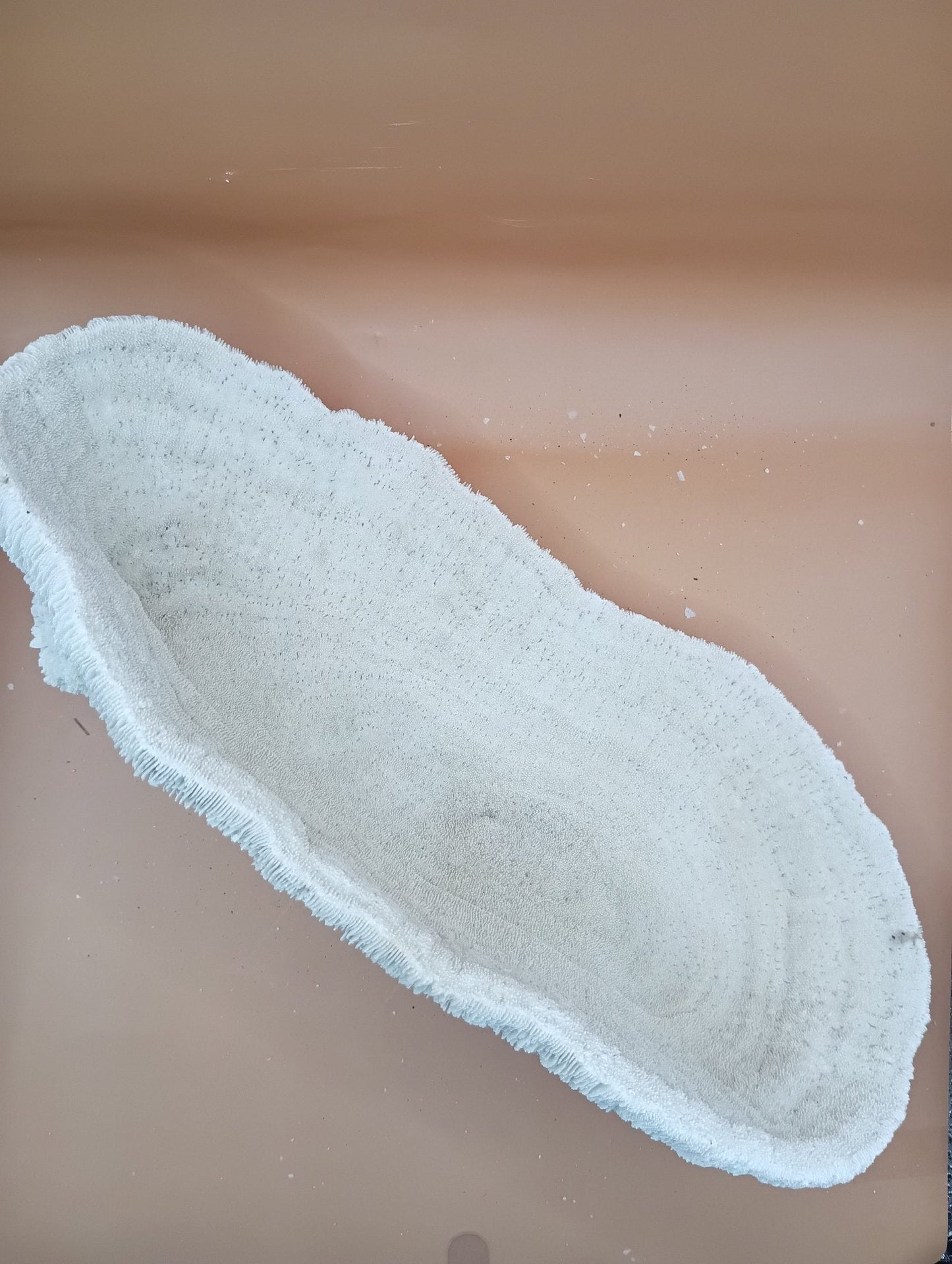 Tongue Mushroom Coral 14" Oblong Bowl Shape, Coral Skeleton