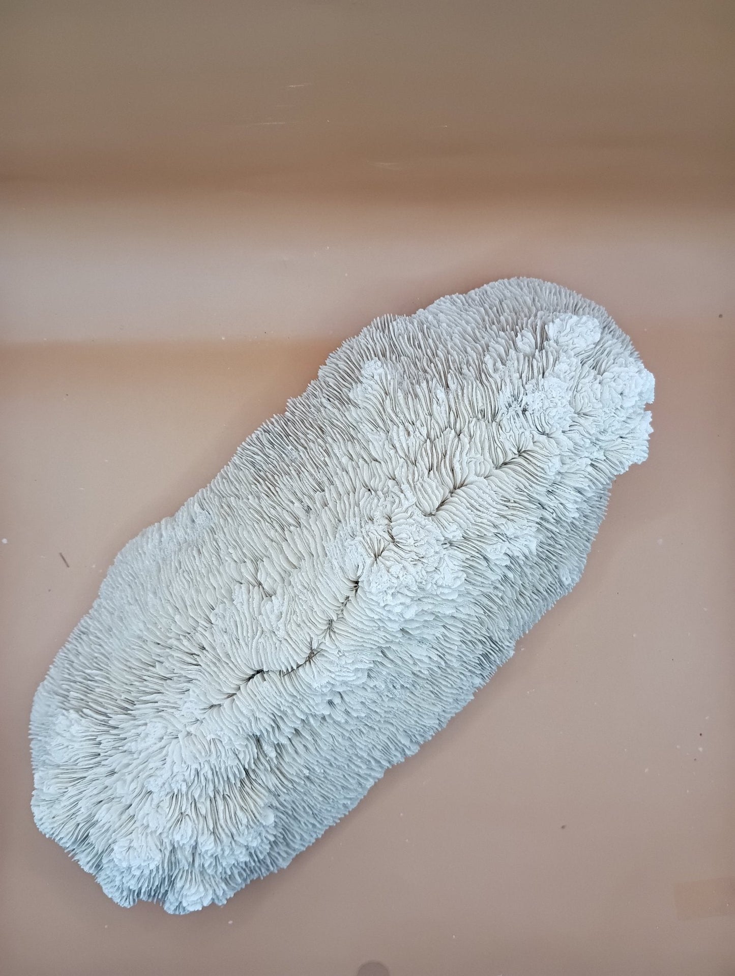 Tongue Mushroom Coral 14" Oblong Bowl Shape, Coral Skeleton