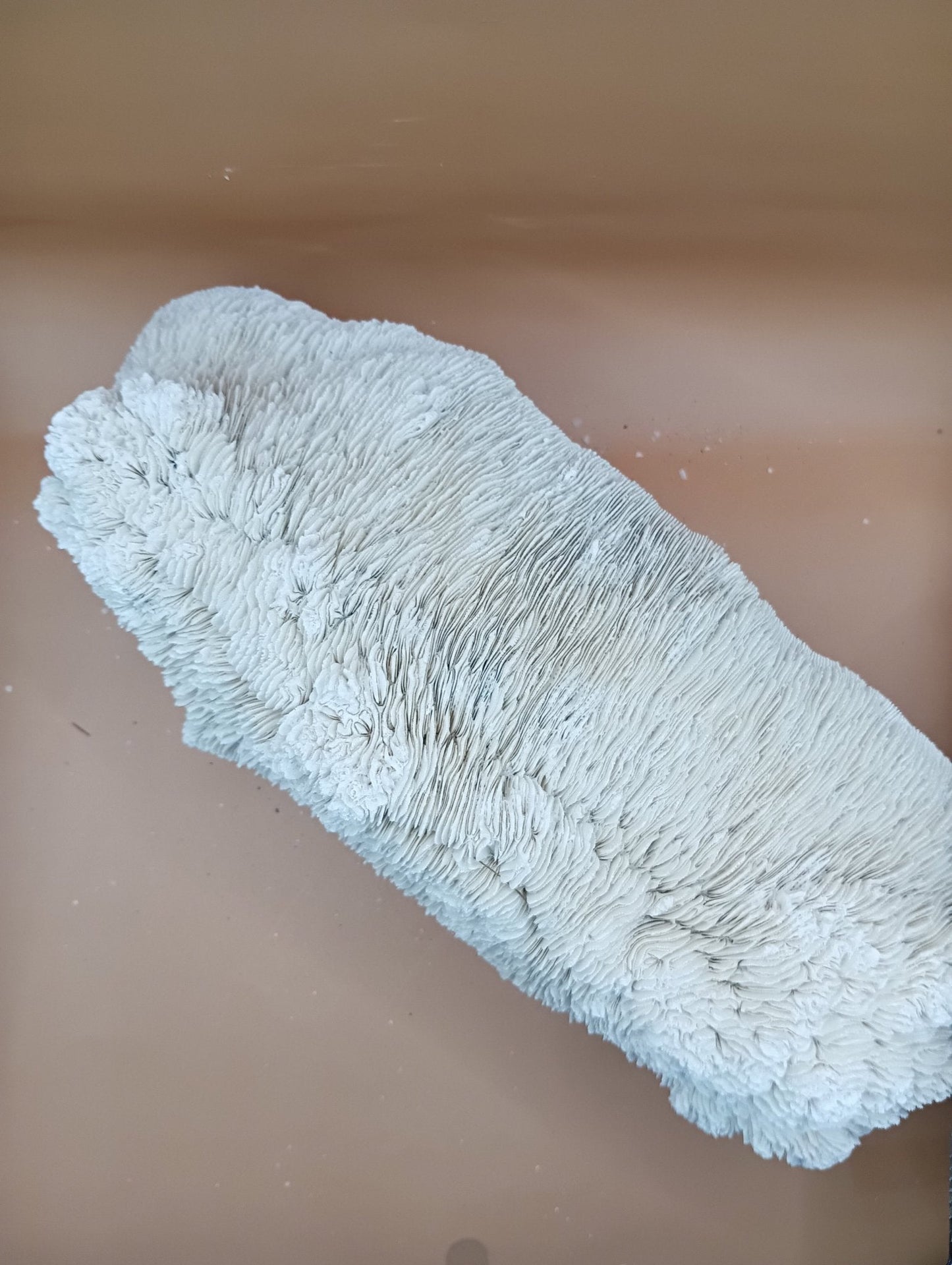 Tongue Mushroom Coral 14" Oblong Bowl Shape, Coral Skeleton