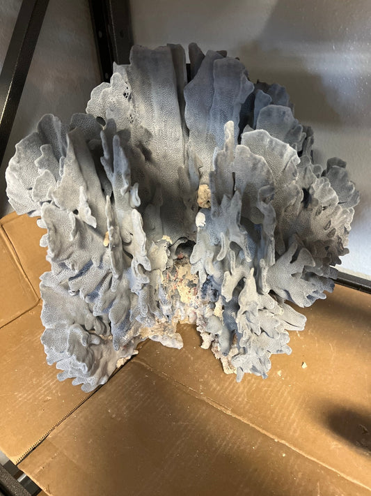 Vintage Blue Ridge Coral- 19"