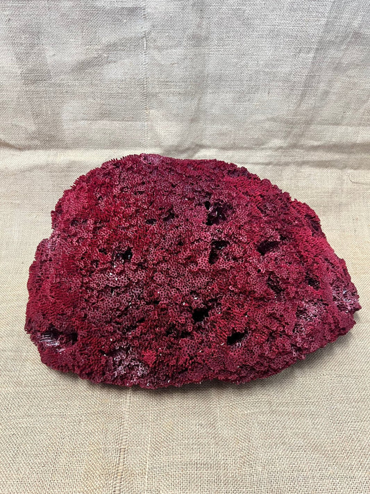 Vintage Red Pipe Coral- 19"