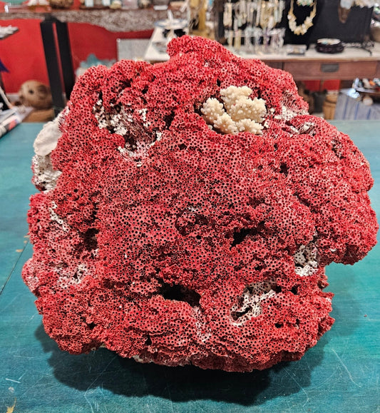 Vintage Red Pipe Coral Cluster with White Branch Coral – 13x11.5x10 - Coastal Home Decor
