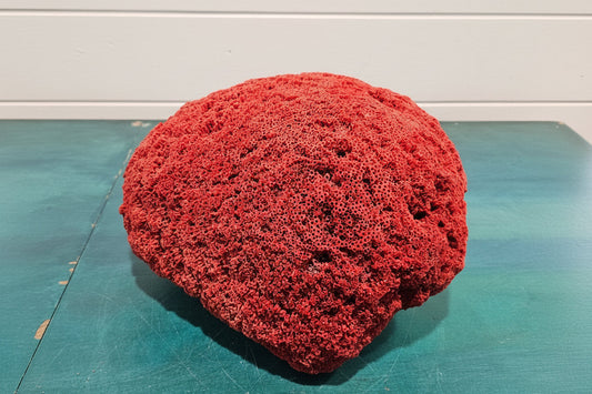 Vintage Red Pipe Coral Specimen 13x11.5x8 (Tubipora musica) Ocean Collectible