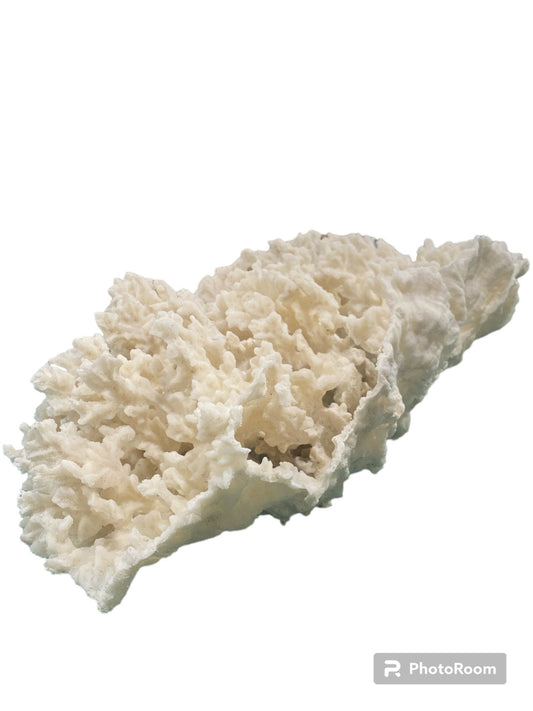 Vintage White Ivory Merulina Coral -  10.5" L x 15.5" W x 6.5"H