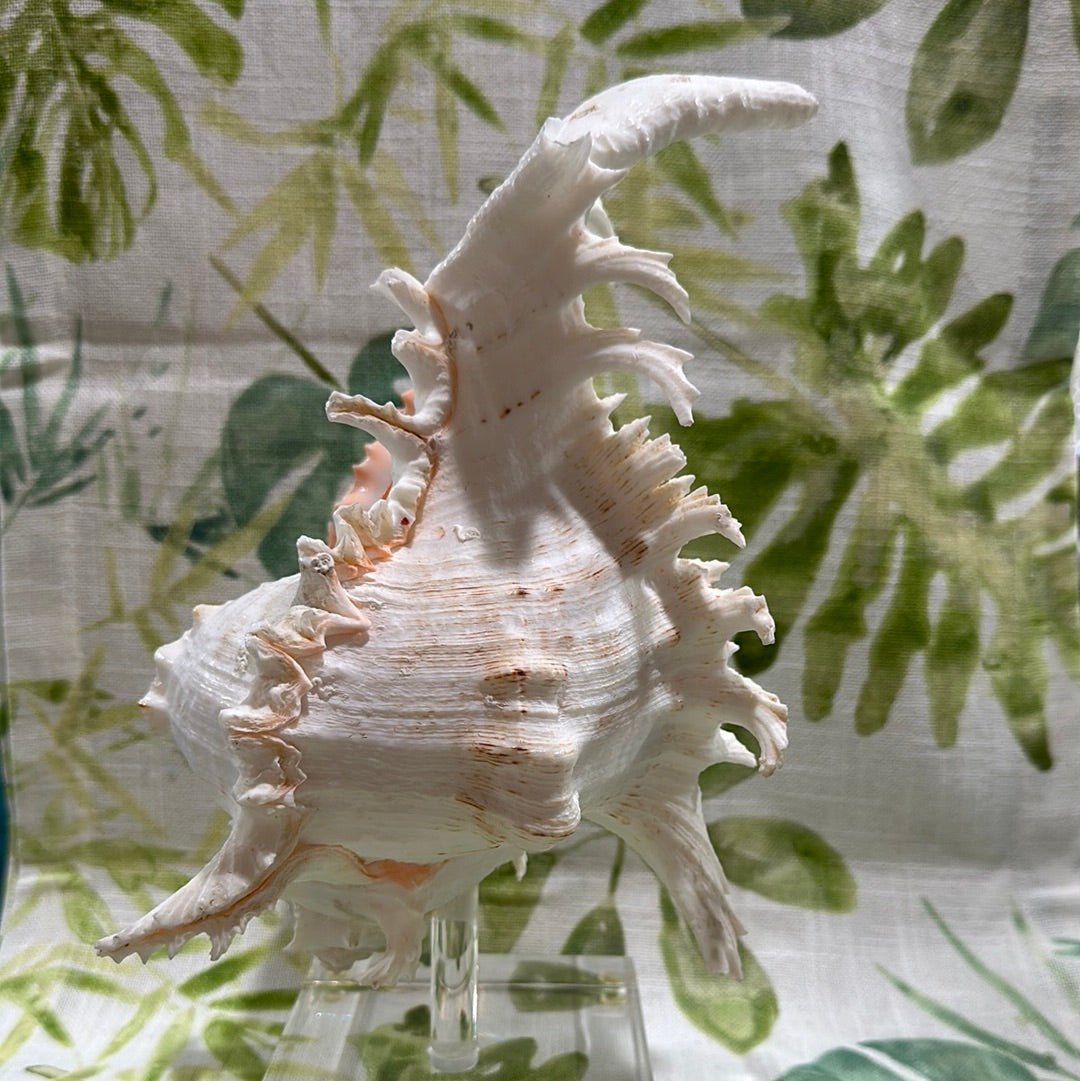 White & Pink Murex with Operculum  Mounted Acrylic Stand (Chicoreus ramosus)