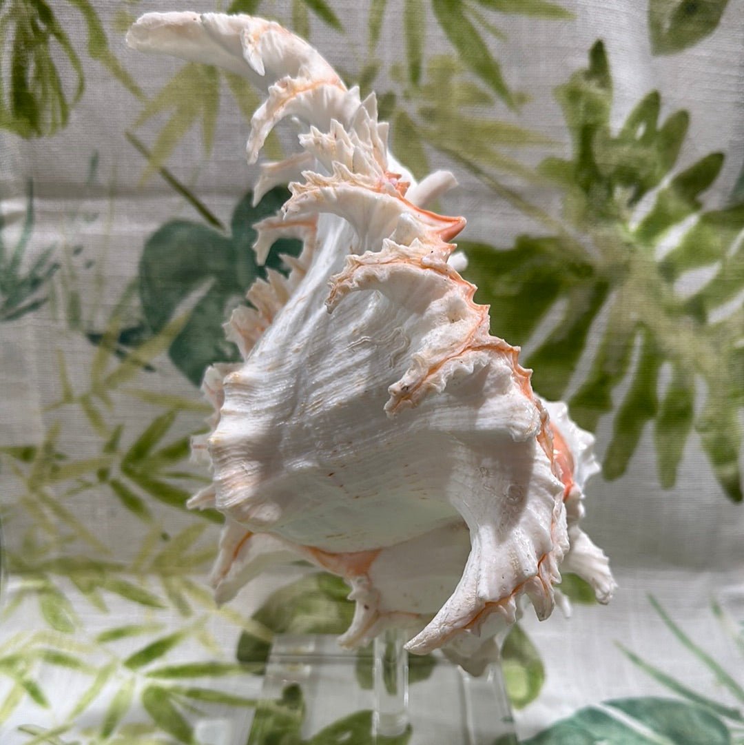White & Pink Murex with Operculum  Mounted Acrylic Stand (Chicoreus ramosus)