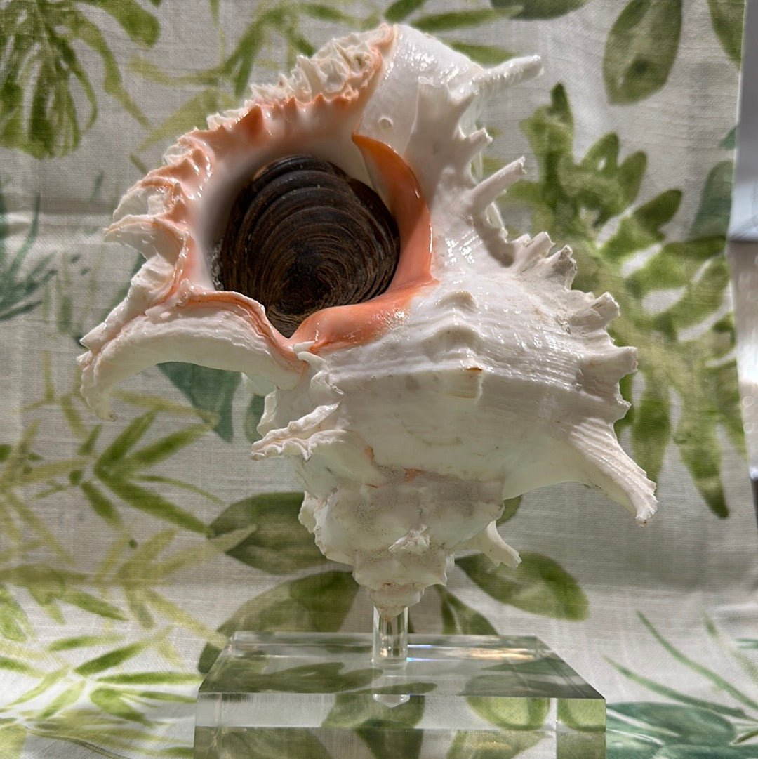 White & Pink Murex with Operculum  Mounted Acrylic Stand (Chicoreus ramosus)